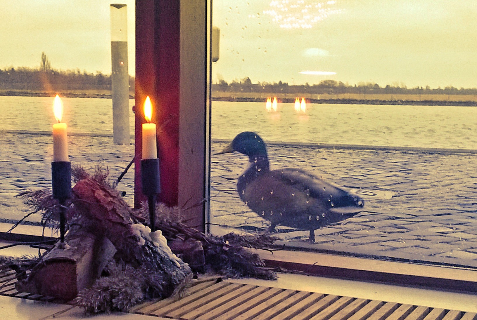 Our new friend, the duck